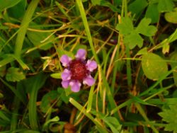 2013-06-22_Hirschhoerndl_Jochberg (563).JPG